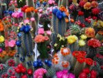 cactus blooms variety.jpg