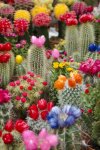 cactus blooms.jpg