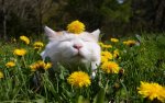 cat in dandelions.jpg