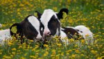 cows in flower field.jpg