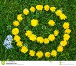 dandelion smiley face.jpg