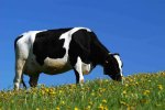 cow eating dandelions.jpg