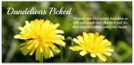 Dandelions Picked.jpg