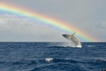 rainbow over jumping whale.jpg