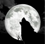 wolf howling at moon-1.jpg