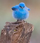 blue bird on stump.jpg