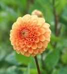 wonder_of_nature_by_ingeline_art-d5d1cx5.jpg