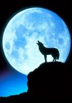 wolf howling at moon-2.jpg