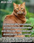 cat serenity prayer.jpg