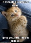 funny cat prayer.jpg