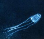 irukandji-jellyfish-03.jpg