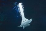 a sawfish.jpg