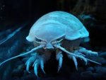 a sea creature.jpg