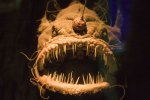 an angler fish.jpg