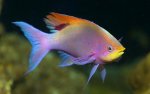 curious fish.jpg
