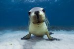curious monk seal.jpg