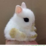 cute-animal-pictures-tiny-bay-rabbit.jpg