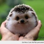 cute-animal-baby-hedgehog-smiling-hands-pics.jpg