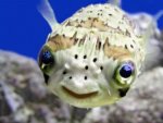 cute fish.jpg