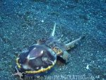 flamboyant cuttlefish.jpg