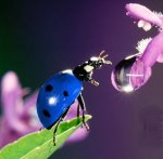 ladybug drinking from flower.jpg