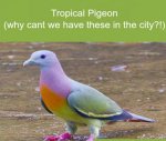 Tropical Pigeon.jpg