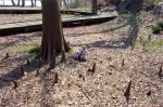 Exploringteddies1.jpg Exploringteddies1.jpg