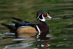 wood-duck.jpg