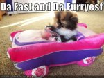 fast-and-furry-762240.jpg