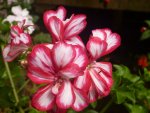1292-unique-red-white-flowers.jpg