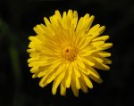 a dandelion.jpg