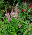 astilbe.jpg
