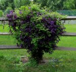 clematis puple.jpg