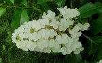 hydrangea oblong 2.jpg