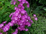 wood phlox 1.jpg
