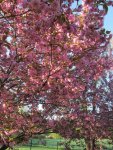cherry tree 4.jpg