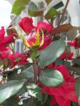 rose bush 1.jpg