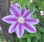 clematis 2.jpg
