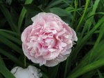 peony.jpg