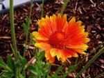 friendly pictures055.jpg