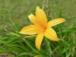 a daylily.jpg