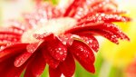 a red Gerbera.jpg