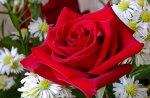 a red rose.jpg