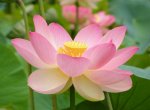 a water lily.jpg