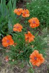 poppies poppies.jpg