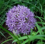 purple pompom.jpg