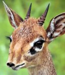 a baby dik-dik.jpg