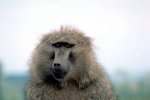 a baboon.jpg