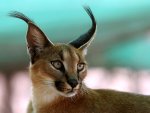 a caracal.jpg