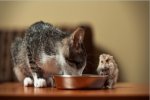 Cat-and-Mouse.jpg